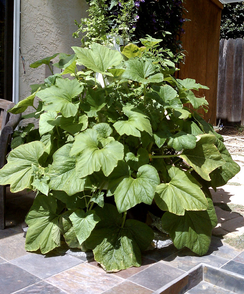 vendors for tower garden seedlings